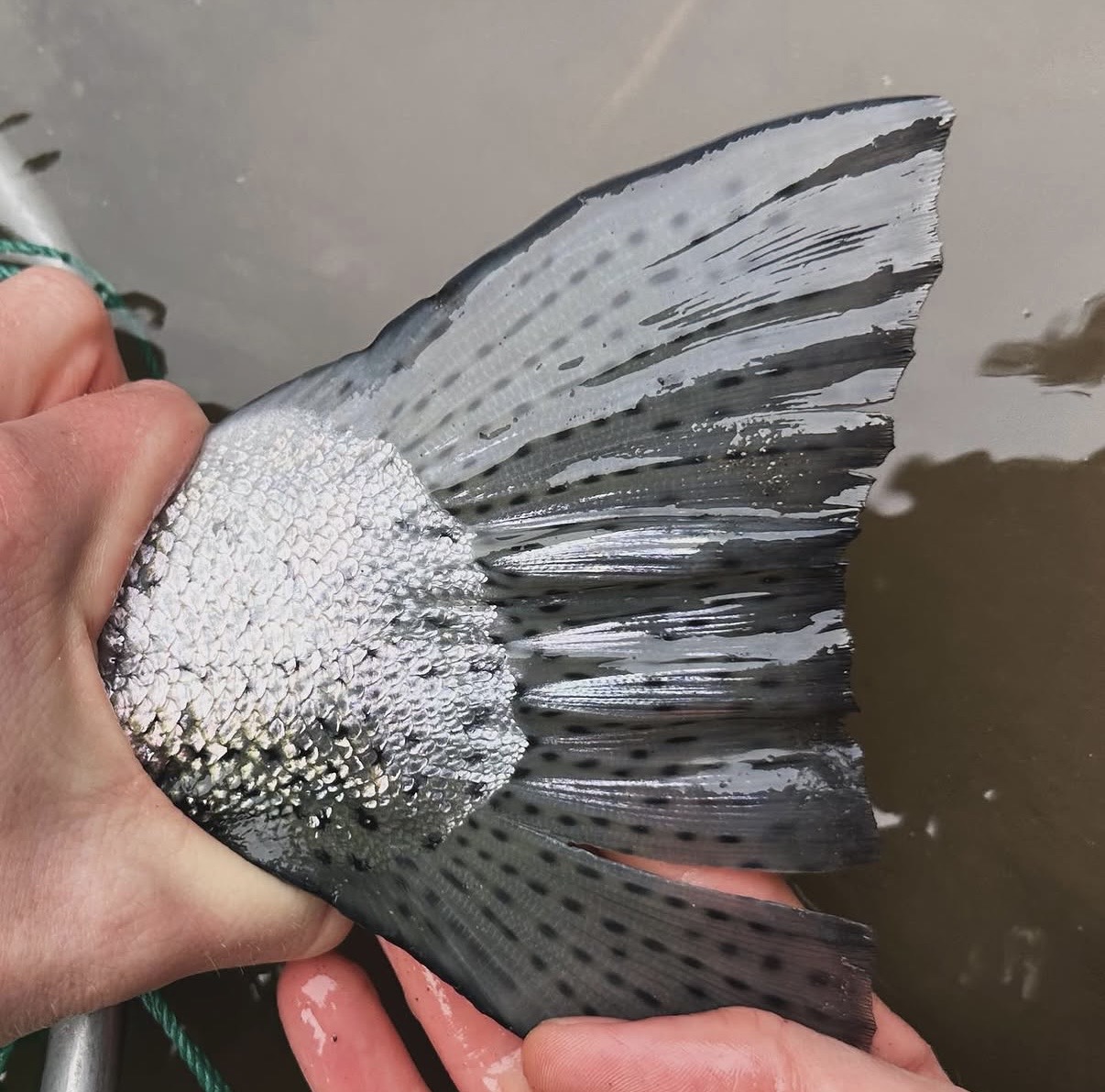 Close-up of a spotted salmon tail held over the water