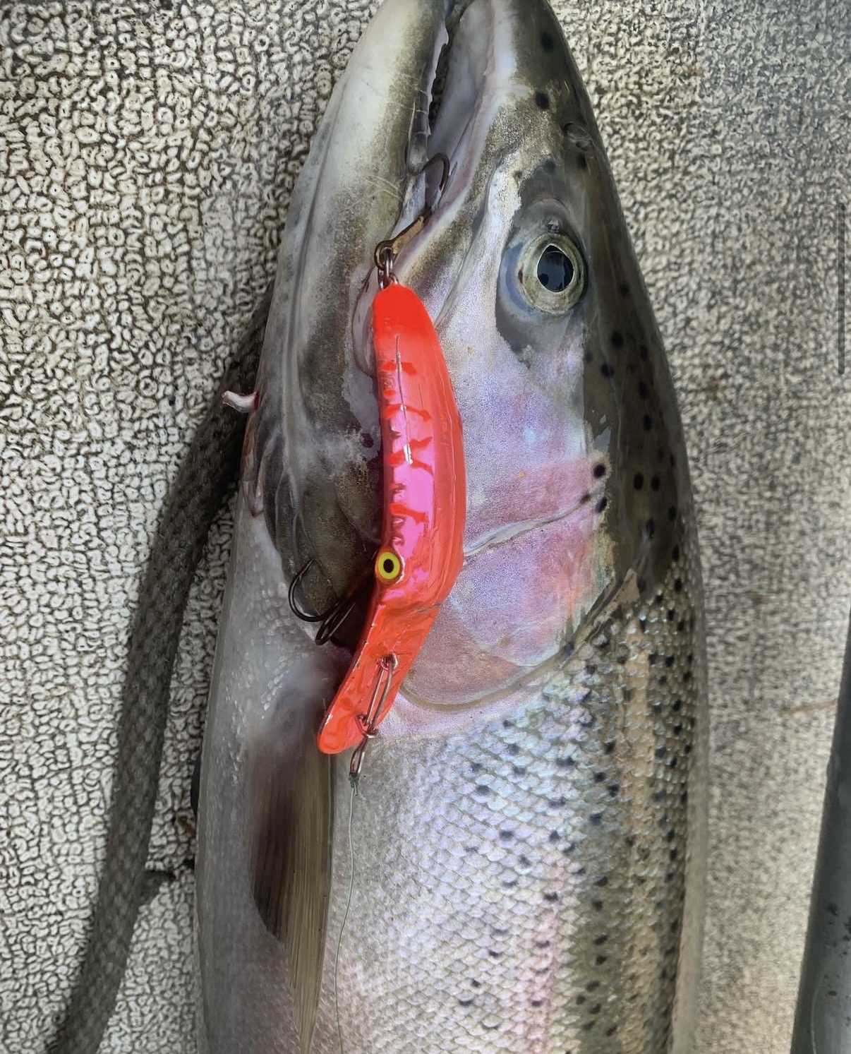 Close-up of a steelhead's head with a bright orange plug in its jaw